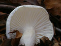 Hygrophorus cossus